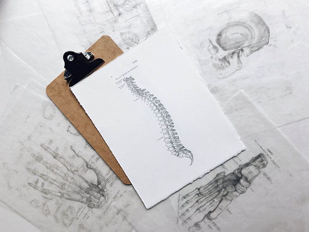 Drawing of a person's spine